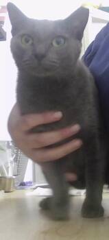 Domestic Short Hair Cats Available for Adoption in Dayton, Minnesota - Leira | PetCurious