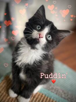Puddin’ -  Domestic Long Hair Cat for Adoption in Dansville, New York - Puddin’ | PetCurious