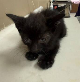 PANNA COTTA -  Domestic Short Hair Cat for Adoption in Conroe, Texas - PANNA COTTA | PetCurious