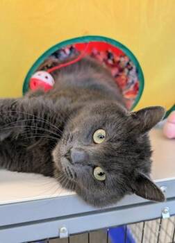 Domestic Short Hair Cats Available for Adoption - Slate | PetCurious