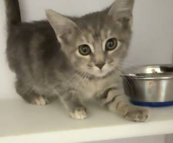 Rescue Domestic Short Hair Cats for Adoption in Bolivar, Missouri - Royal | PetCurious