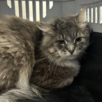 Smokey -  Domestic Medium Hair Cat for Adoption in Huntsville, Alabama - Smokey | PetCurious