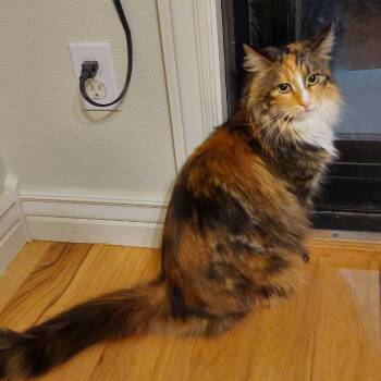 Chloe -  Domestic Long Hair Cat for Adoption in Nampa, Idaho - Chloe | PetCurious