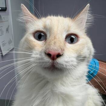 LJ -  Domestic Medium Hair Cat for Adoption in Grass Valley, California - LJ | PetCurious