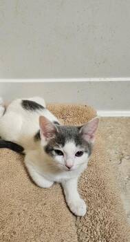 Domestic Short Hair Cats Available for Adoption - Noelle | PetCurious