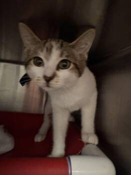 Chikory -  Domestic Short Hair Cat for Adoption in Cincinnati, Ohio - Chikory | PetCurious