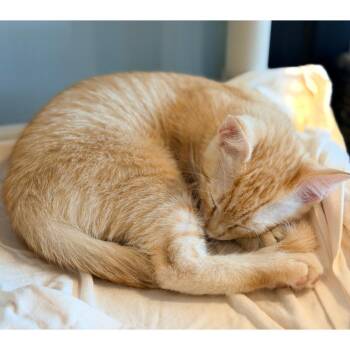 Jester Lion 11 -  Domestic Short Hair Cat for Adoption in Austin, Texas - Jester Lion 11 | PetCurious