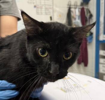 Gumby -  Domestic Short Hair Cat for Adoption in Golden, Colorado - Gumby | PetCurious