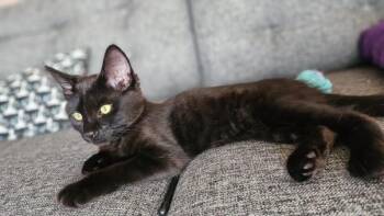 ZORRO -  Domestic Short Hair Cat for Adoption in Burbank, California - ZORRO | PetCurious