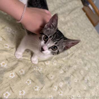 Echo -  American Shorthair Cat for Adoption in Highland Park, New Jersey - Echo | PetCurious