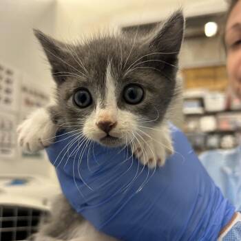 Grim -  Domestic Medium Hair Cat for Adoption in Park City, Utah - Grim | PetCurious