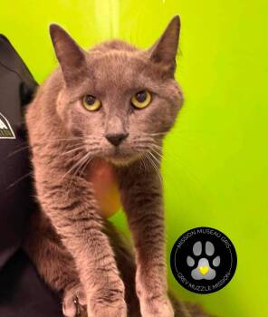 Angelo -  Domestic Short Hair Cat for Adoption in Delson, Quebec - Angelo | PetCurious