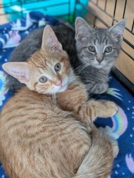 Tralee -  Domestic Short Hair Cat for Adoption in Adrian, Michigan - Tralee | PetCurious