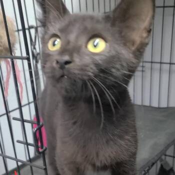Ganache -  Domestic Short Hair Cat for Adoption in Russellville, Kentucky - Ganache | PetCurious