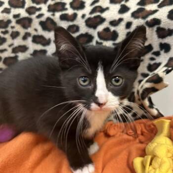 Josie -  Domestic Short Hair Cat for Adoption in West Olive, Michigan - Josie | PetCurious