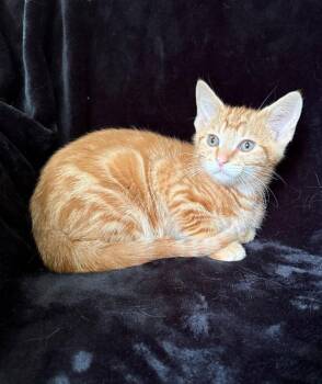 Domestic Short Hair Cats Available for Adoption in Nashville, Tennessee - Grits26 | PetCurious