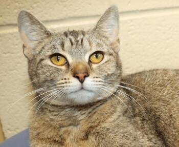 Isla -  Domestic Short Hair Cat for Adoption in Euclid, Ohio - Isla | PetCurious