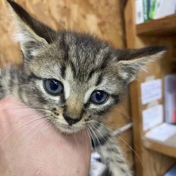 Angler -  Domestic Short Hair Cat for Adoption in Blairsville, Georgia - Angler | PetCurious