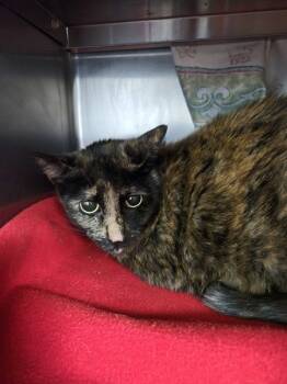 Rescue Domestic Medium Hair Cats for Adoption in Kingston, New York - Colander | PetCurious