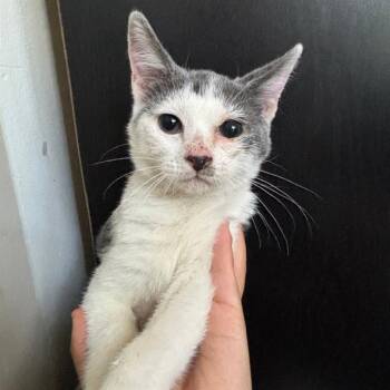 POSSUM -  Domestic Short Hair Cat for Adoption in San Antonio, Texas - POSSUM | PetCurious