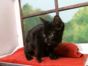 SAMWELL -  Domestic Short Hair Cat for Adoption in Houston, Texas - SAMWELL | PetCurious