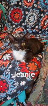 Jeanie -  Domestic Short Hair Cat Available for Adoption in Plattsburgh, New York - Jeanie | PetCurious
