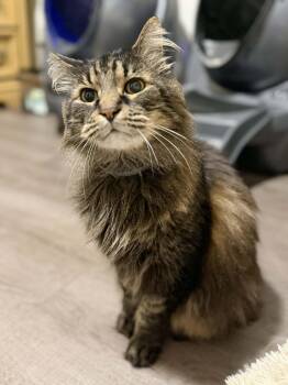 Maine Coon and Domestic Long Hair Cats Available for Adoption - Reginald “Reggie”  | PetCurious