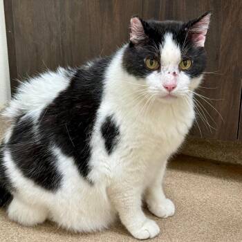 Rudy -  Domestic Short Hair Cat for Adoption in Oshkosh, Wisconsin - Rudy | PetCurious