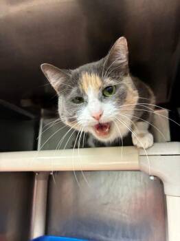 Domestic Short Hair Cats Available for Adoption in Marion, Ohio - Ally | PetCurious