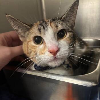 Domestic Short Hair Cats Available for Adoption in Napoleon, Ohio - Kiwi 23C26 | PetCurious
