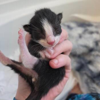 Hurlburt -  American Shorthair Cat for Adoption in Freeport, Florida - Hurlburt | PetCurious