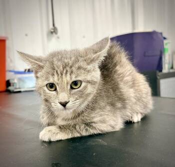 Journey -  Domestic Short Hair Cat for Adoption in Kalamazoo, Michigan - Journey | PetCurious