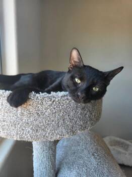 Okarun -  Domestic Short Hair Cat Available for Adoption in Tucson, Arizona - Okarun | PetCurious