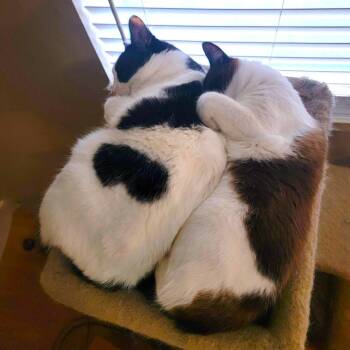 Rey -  Domestic Short Hair Cat for Adoption in Woodinville, Washington - Rey | PetCurious