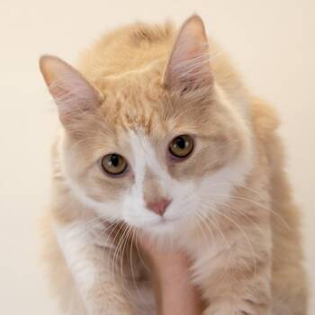 Pickle -  Domestic Short Hair Cat for Adoption in Buffalo, Minnesota - Pickle | PetCurious