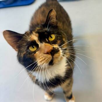 Rescue Domestic Medium Hair Cats for Adoption in Boston, Massachusetts - Cali | PetCurious