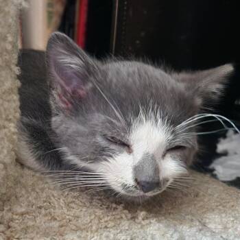 Chamoy -  Domestic Short Hair Cat Available for Adoption in Normal, Illinois - Chamoy | PetCurious