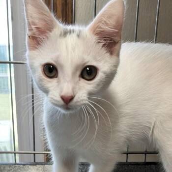 Rune- Best Friends with Emu -  Domestic Short Hair Cat for Adoption in West Jefferson, Ohio - Rune- Best Friends With Emu | PetCurious