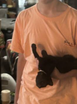 Ginnie -  Domestic Short Hair Cat for Adoption in Virginia Beach, Virginia - Ginnie | PetCurious