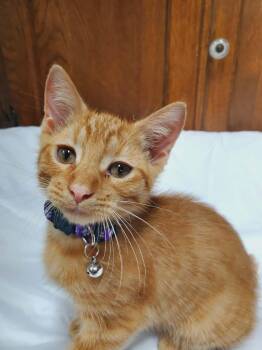 Moonman -  Domestic Short Hair Cat for Adoption in Manhattan, Kansas - Moonman | PetCurious