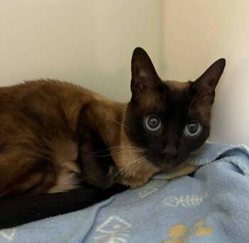Laska -  Siamese Cat for Adoption in Delson, Quebec - Laska | PetCurious