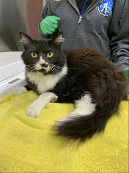 JESSIE -  Domestic Medium Hair Cat for Adoption in Fairbanks, Alaska - JESSIE | PetCurious