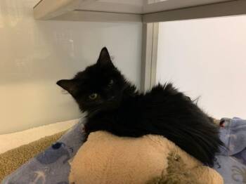 Domestic Medium Hair Cats Available for Adoption - Sadey | PetCurious