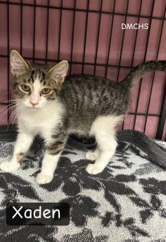 Xaden -  Domestic Short Hair Cat for Adoption in Burlington, Iowa - Xaden | PetCurious