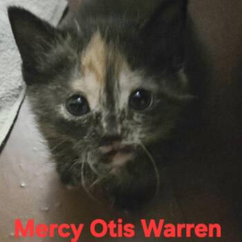 Mercy -  Domestic Short Hair Cat for Adoption in Shinnston, West Virginia - Mercy | PetCurious