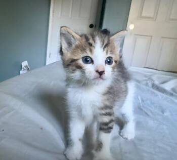 American Shorthair Cats Available for Adoption in Beaverton, Oregon - Roscoe | PetCurious