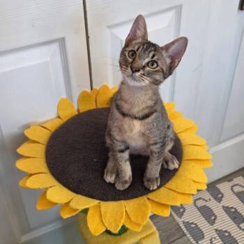 Cora -  Domestic Short Hair Cat for Adoption in NEW PT RICHEY, Florida - Cora | PetCurious