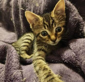 BOP IT -  Domestic Short Hair Cat for Adoption in Fort Lauderdale, Florida - BOP IT | PetCurious