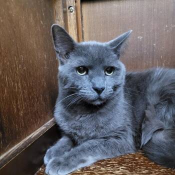 Talula -  Domestic Short Hair Cat for Adoption in Las Vegas, Nevada - Talula | PetCurious
