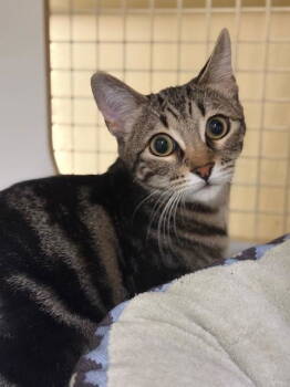 Rescue Tabby Cats for Adoption in Plano, Texas - Maggie | PetCurious